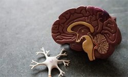 Brain Featured Image